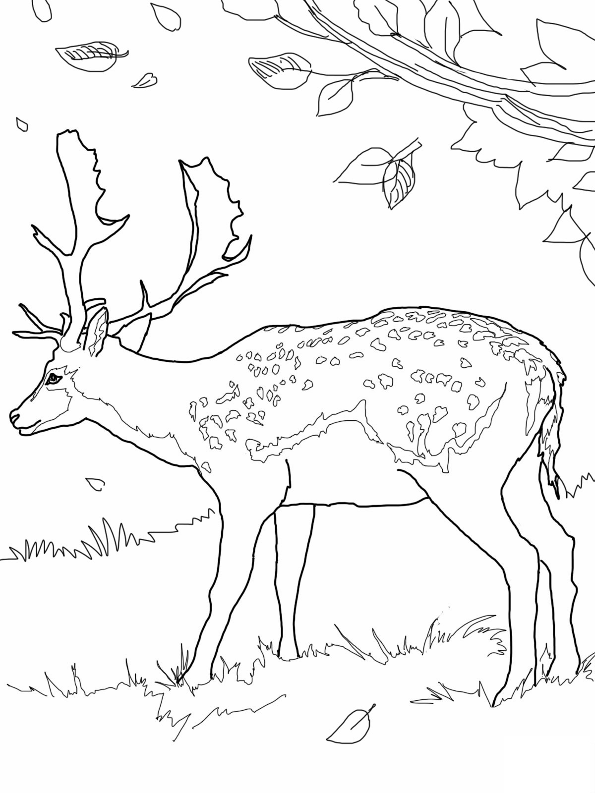 Dessin à colorier: Chevreuil (Animaux) #2579 - Coloriages à Imprimer Gratuits