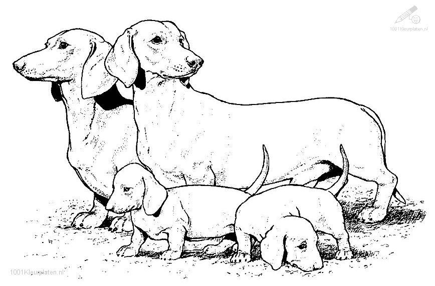 Dessin à colorier: Chien (Animaux) #3099 - Coloriages à Imprimer Gratuits