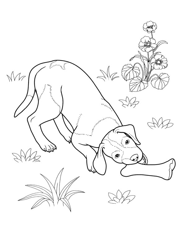 Dessin à colorier: Chien (Animaux) #3117 - Coloriages à Imprimer Gratuits