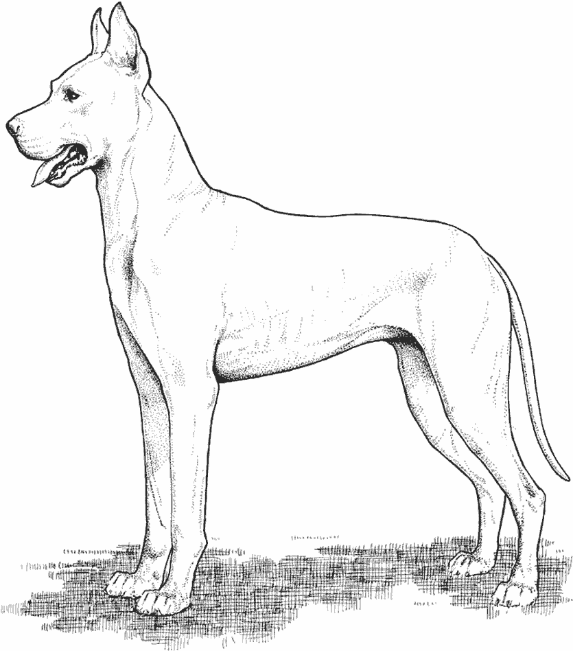 Dessin à colorier: Chien (Animaux) #3170 - Coloriages à Imprimer Gratuits