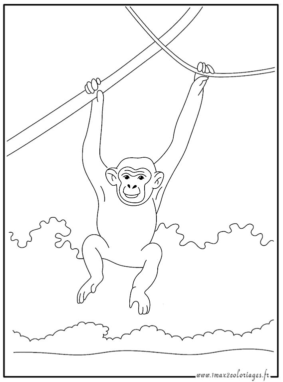 Dessin à colorier: Chimpanzé (Animaux) #2761 - Coloriages à Imprimer Gratuits