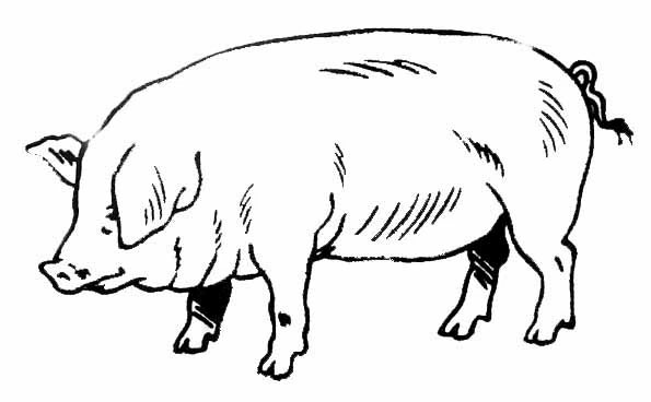 Coloriage gratuit Cochon #17637 de la collection Animaux à imprimer