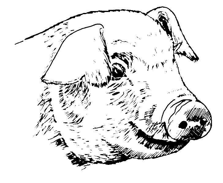 Coloriage gratuit Cochon #17751 de la collection Animaux à imprimer