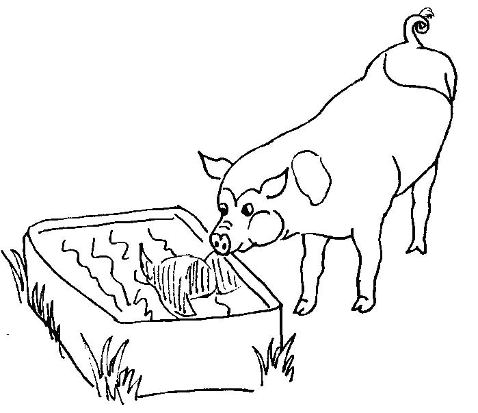 Dessin à colorier: Cochon (Animaux) #3630 - Coloriages à Imprimer Gratuits