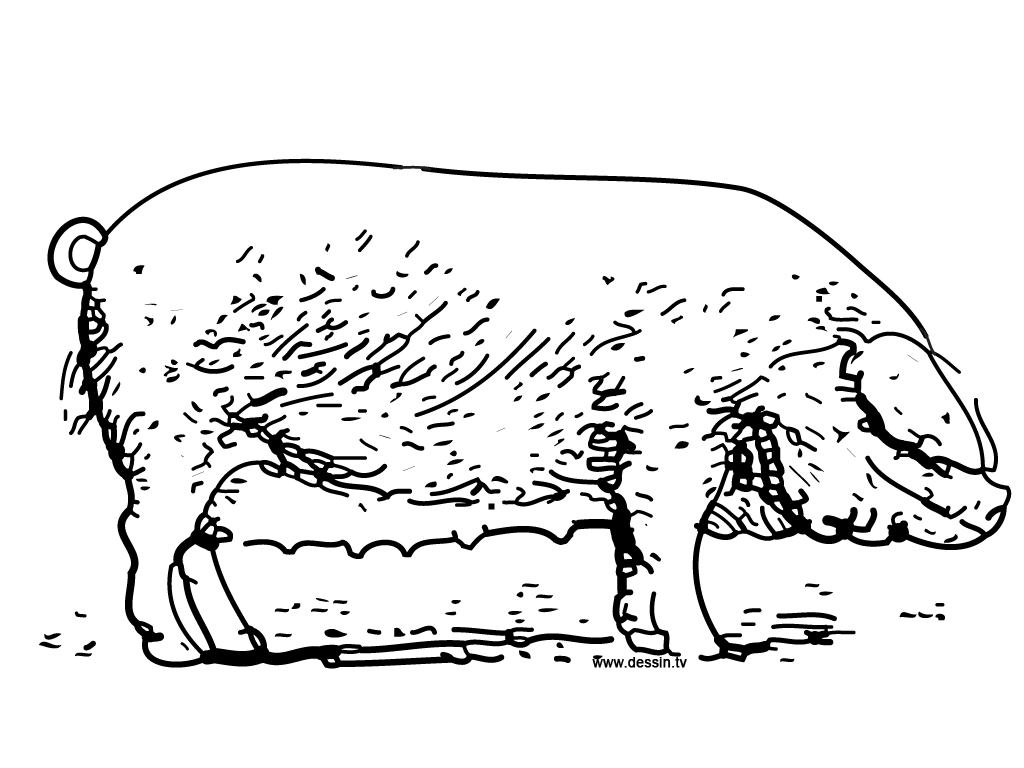 Dessin à colorier: Cochon (Animaux) #3733 - Coloriages à Imprimer Gratuits