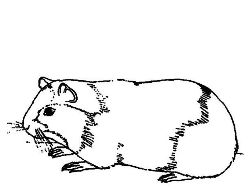 Dessin à colorier: Cochon dinde (Animaux) #18486 - Coloriages à Imprimer Gratuits