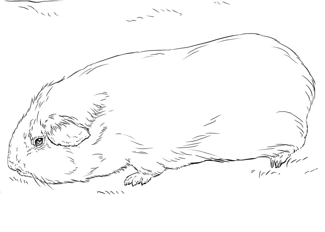 Coloriage gratuit Cochon dinde #211132 de la collection Animaux à imprimer