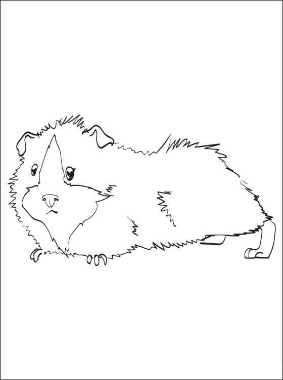 Coloriage gratuit Cochon dinde #211141 de la collection Animaux à imprimer