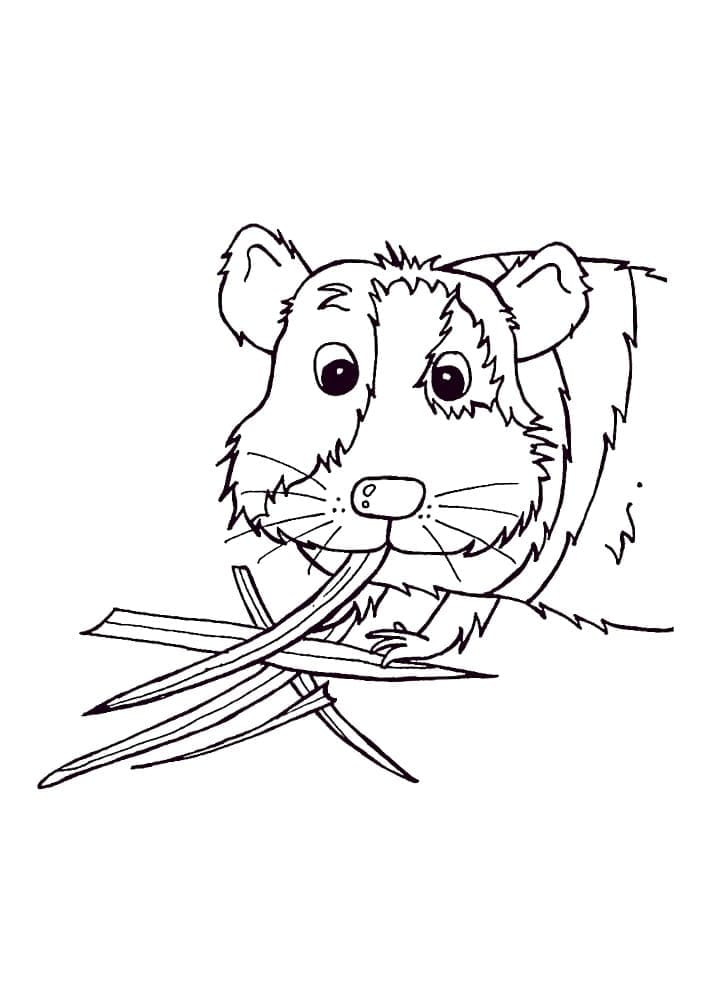 Coloriage gratuit Cochon dinde #211143 de la collection Animaux à imprimer