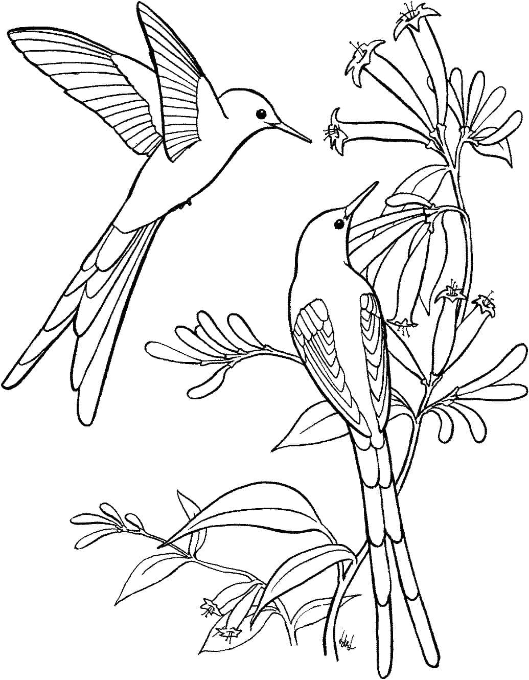 Coloriage gratuit Colibri #208583 de la collection Animaux à imprimer