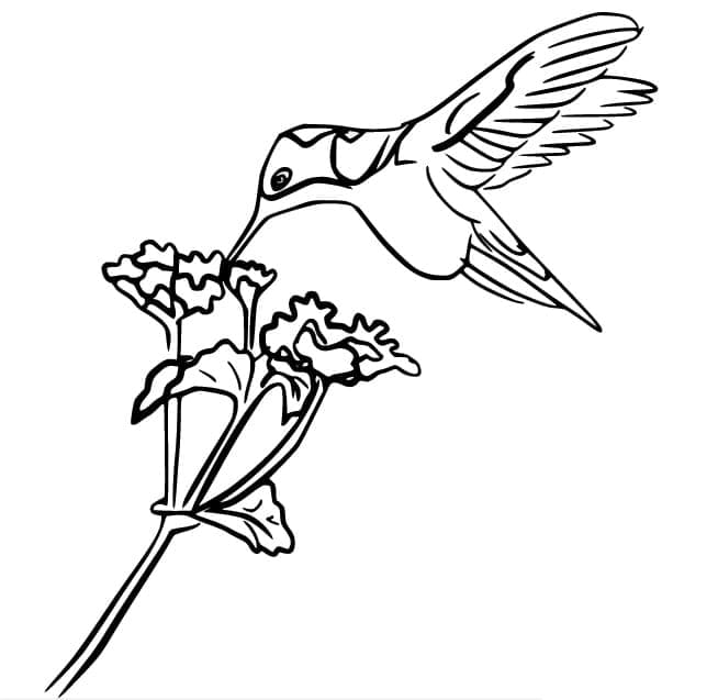 Coloriage gratuit Colibri #208584 de la collection Animaux à imprimer