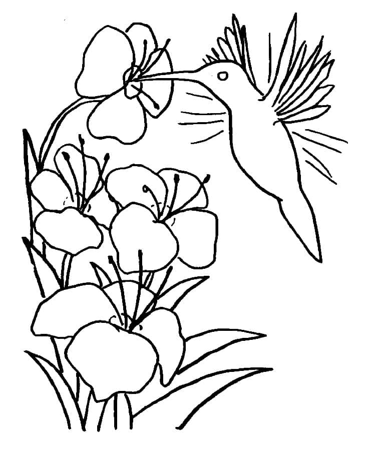 Page de coloriage Colibri #208586, collection Animaux, à imprimer et colorier