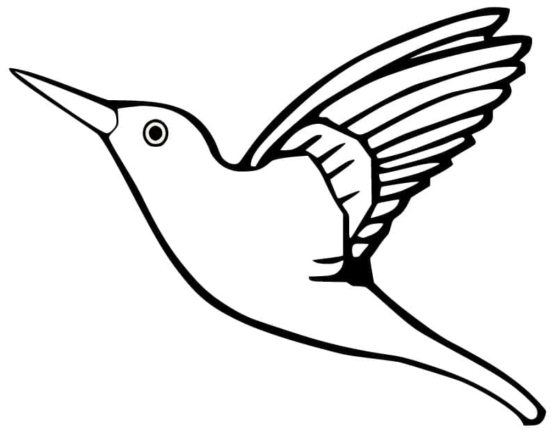 Coloriage à imprimer Colibri #208598 de la série Animaux, gratuit pour enfants et adultes