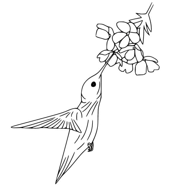 Coloriage gratuit Colibri #208601 de la collection Animaux à imprimer