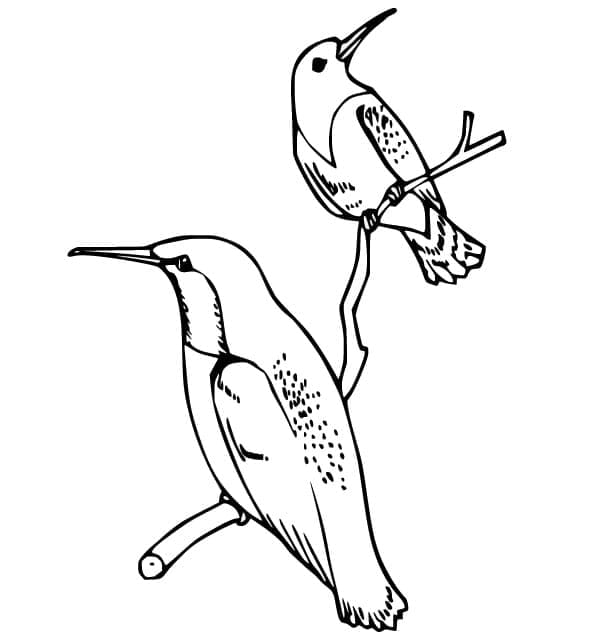Coloriage imprimable Colibri #208611 de la collection Animaux à colorier aux crayons