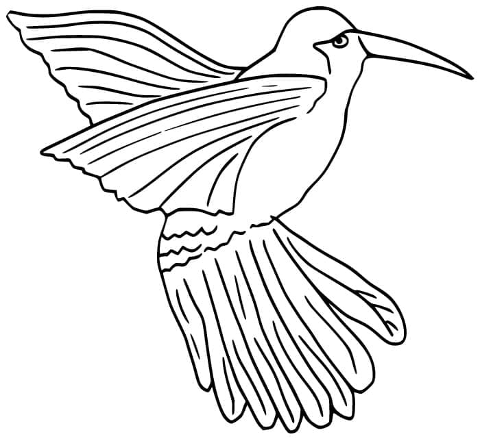 Coloriage à imprimer Colibri #208615 de la série Animaux, gratuit pour enfants et adultes