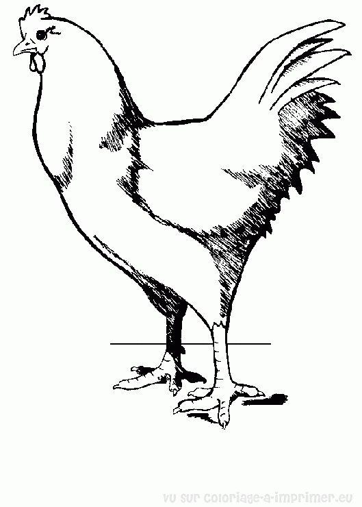 Dessin à colorier: Coq (Animaux) #4185 - Coloriages à Imprimer Gratuits