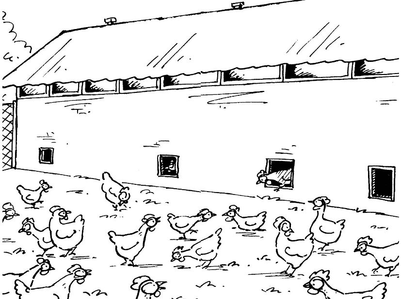 Dessin à colorier: Coq (Animaux) #4234 - Coloriages à Imprimer Gratuits