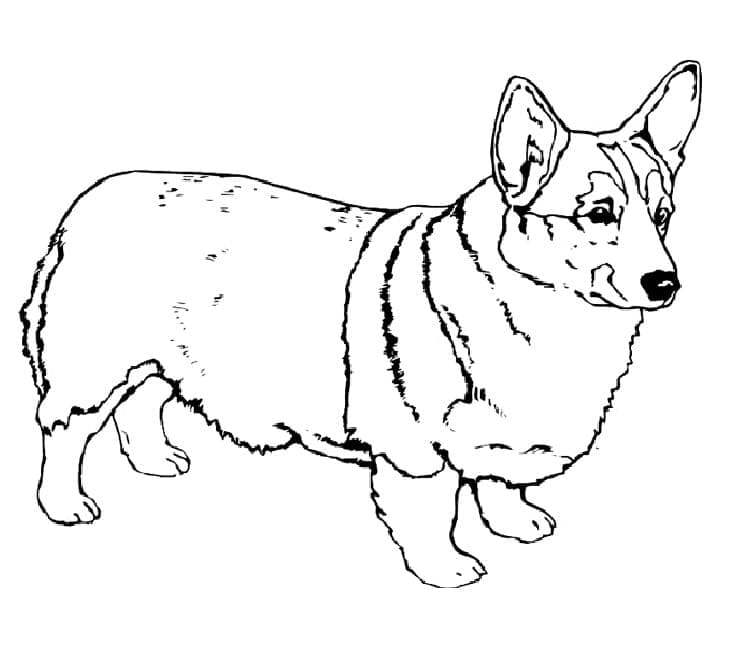 Coloriage gratuit Corgi #220767 de la collection Animaux à imprimer