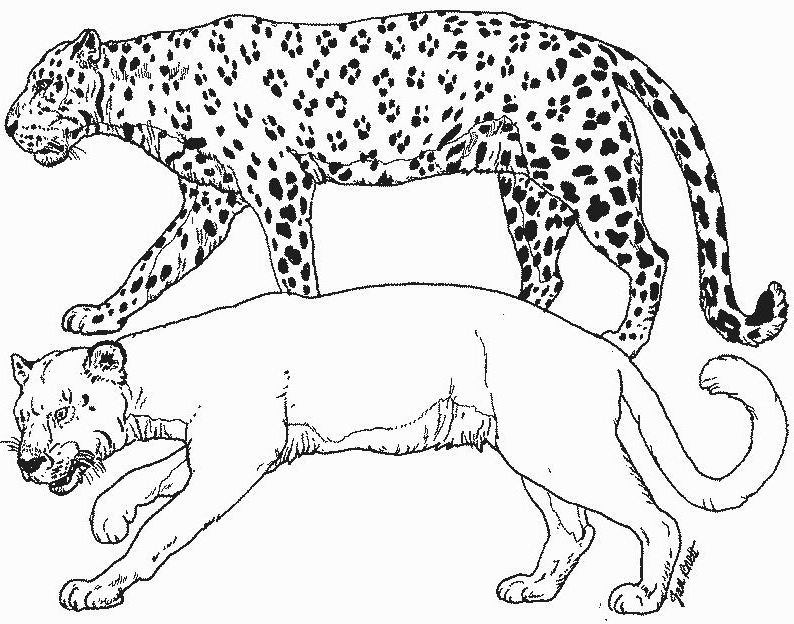 Dessin à colorier: Cougar (Animaux) #4414 - Coloriages à Imprimer Gratuits