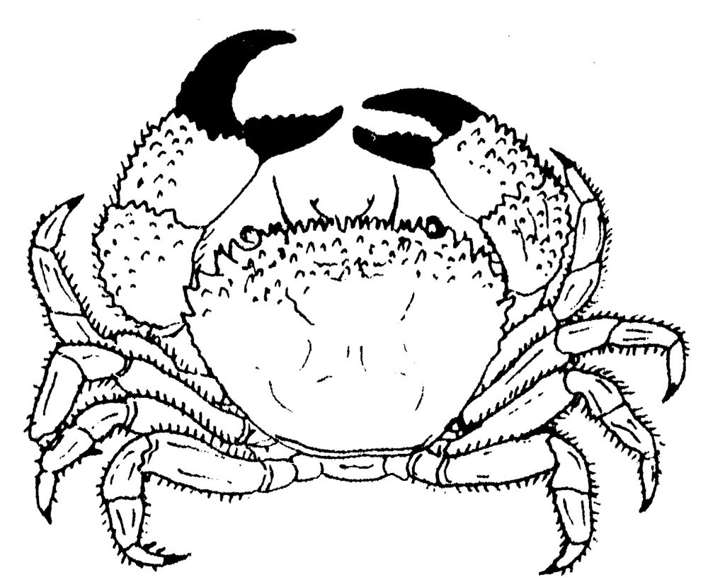 Coloriage Crabe 4601 Animaux Album De Coloriages