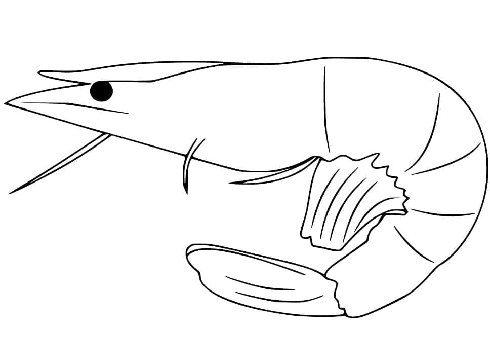 Coloriage gratuit Crevette #208543 de la collection Animaux à imprimer