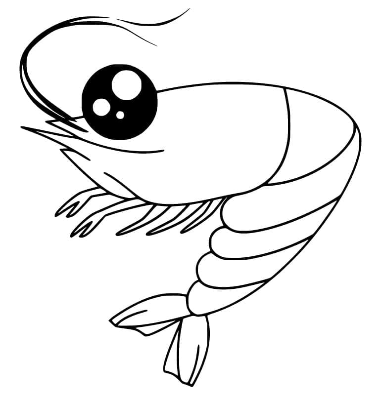 Coloriage gratuit Crevette #208551 de la collection Animaux à imprimer