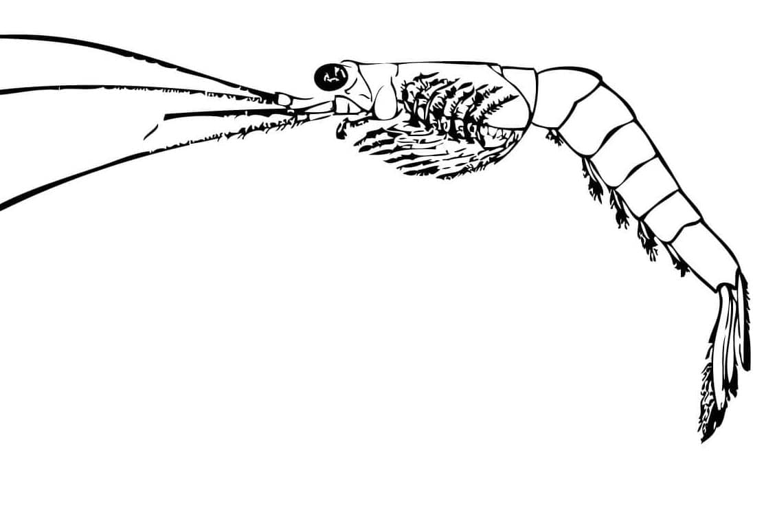 Dessin Crevette #208554 à colorier de la série Animaux, gratuit à télécharger et imprimer