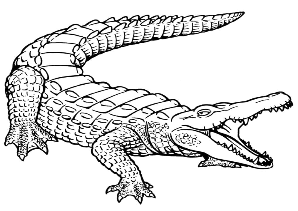 Coloriage gratuit Crocodile #179026 de la collection Animaux à imprimer