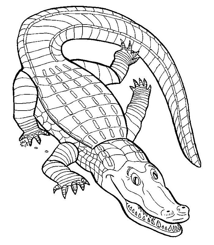 Dessin à colorier: Crocodile (Animaux) #4817 - Coloriages à Imprimer Gratuits