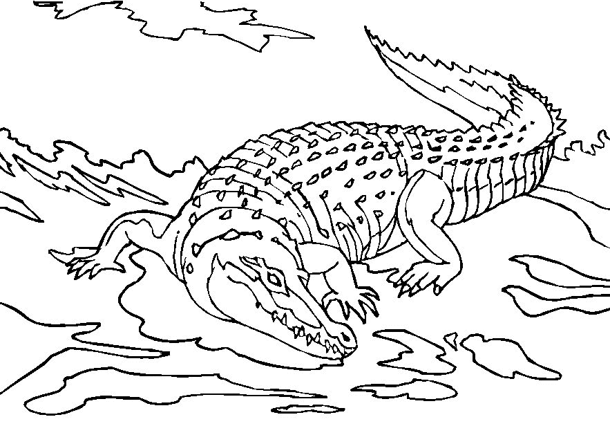 Dessin à colorier: Crocodile (Animaux) #4833 - Coloriages à Imprimer Gratuits