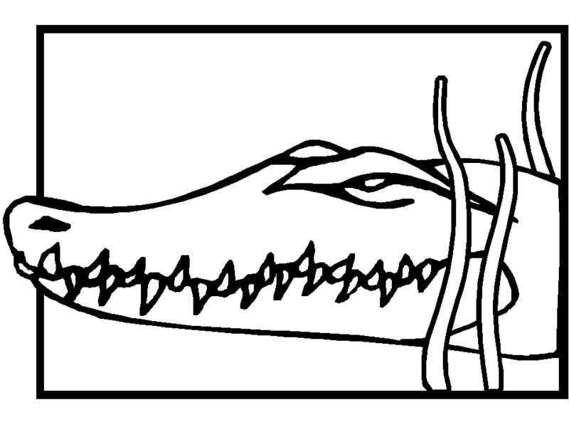 Dessin à colorier: Crocodile (Animaux) #4874 - Coloriages à Imprimer Gratuits