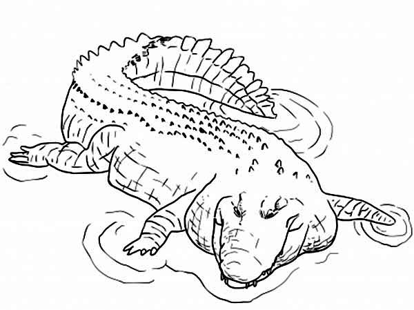 Dessin à colorier: Crocodile (Animaux) #4910 - Coloriages à Imprimer Gratuits