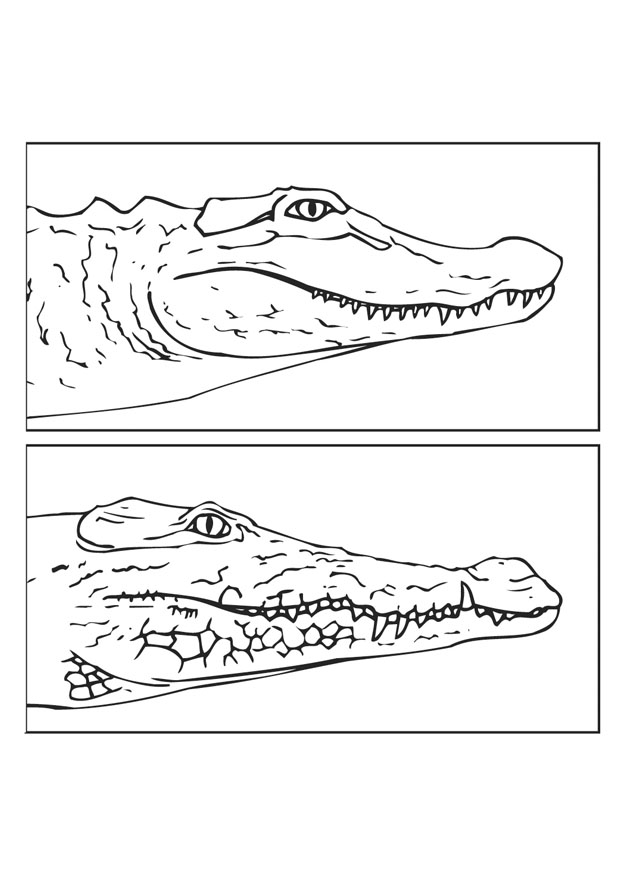 Dessin à colorier: Crocodile (Animaux) #4978 - Coloriages à Imprimer Gratuits