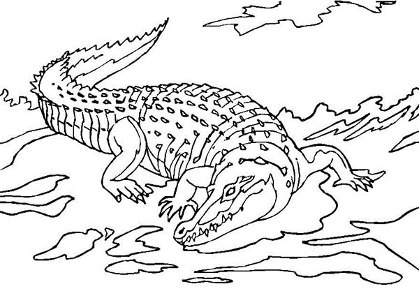Dessin à colorier: Crocodile (Animaux) #4984 - Coloriages à Imprimer Gratuits
