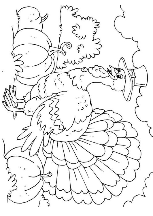 Dessin à colorier: Dinde (Animaux) #5341 - Coloriages à Imprimer Gratuits