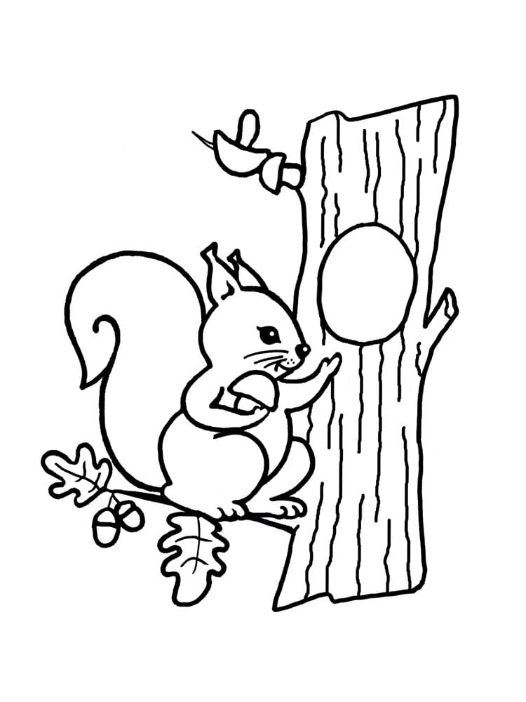 Coloriage à imprimer Écureuil #177460 de la série Animaux, gratuit pour enfants et adultes