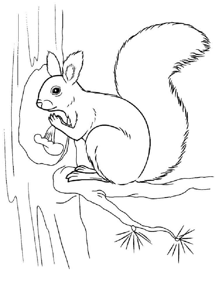 Dessin Écureuil #177486 à colorier de la série Animaux, gratuit à télécharger et imprimer