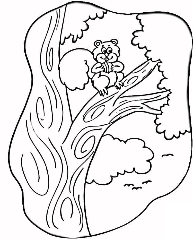 Dessin Écureuil #216964 à colorier de la série Animaux, gratuit à télécharger et imprimer