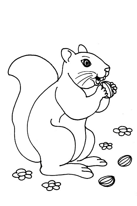 Dessin à colorier: Écureuil (Animaux) #6106 - Coloriages à Imprimer Gratuits
