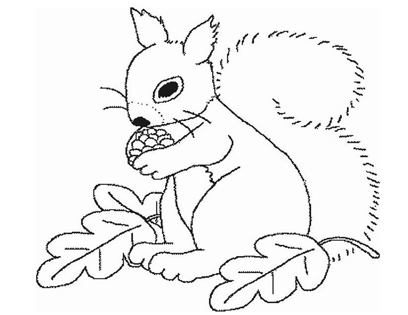 Coloriages Écureuil (Animaux) – Dessins à colorier – Coloriages à imprimer