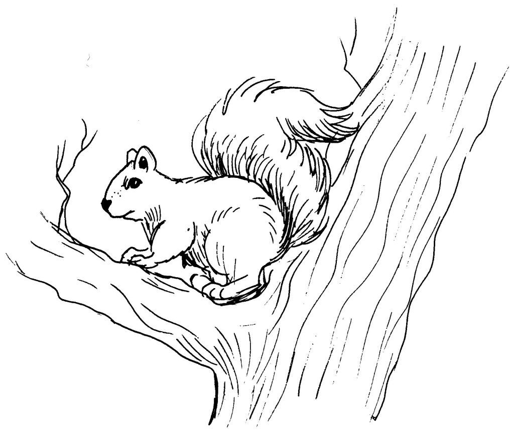 Coloriage Écureuil #6154 (Animaux) – Dessin à colorier – Coloriages à