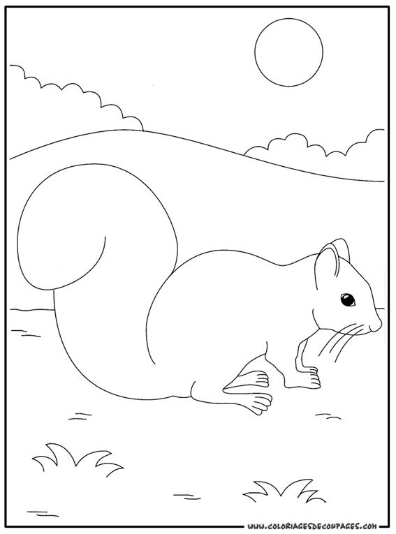 Dessin à colorier: Écureuil (Animaux) #6202 - Coloriages à Imprimer Gratuits