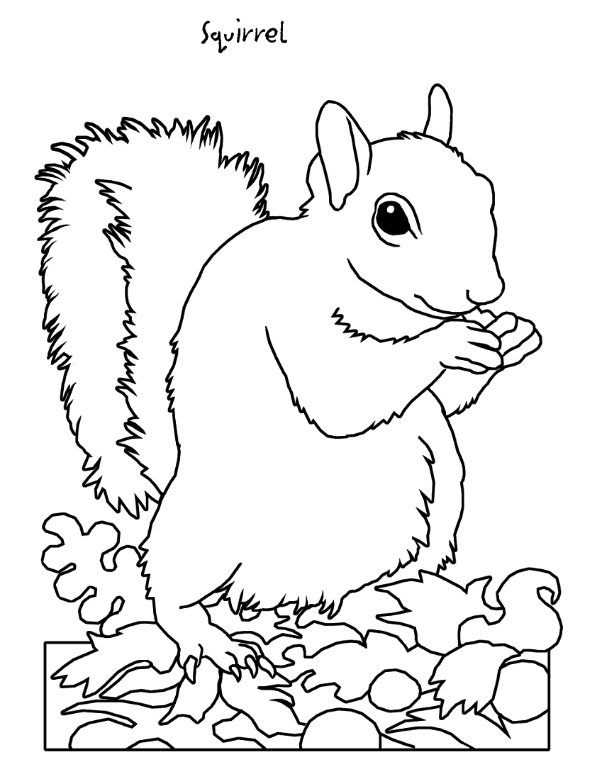 Dessin à colorier: Écureuil (Animaux) #6203 - Coloriages à Imprimer Gratuits