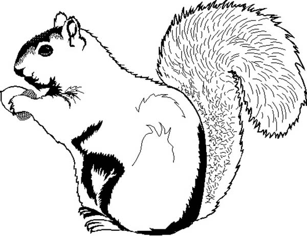Dessin à colorier: Écureuil (Animaux) #6245 - Coloriages à Imprimer Gratuits