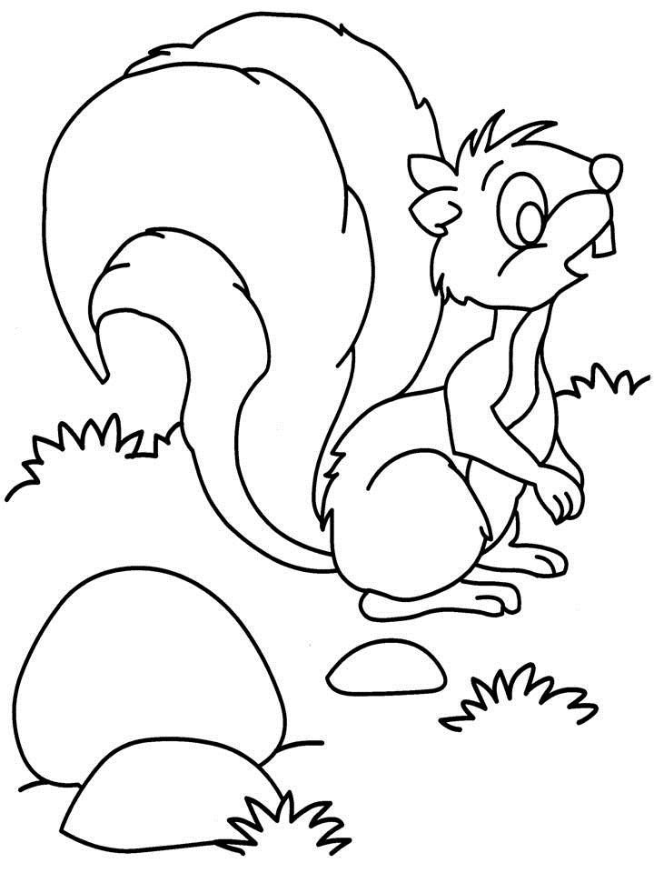 Dessin à colorier: Écureuil (Animaux) #6294 - Coloriages à imprimer