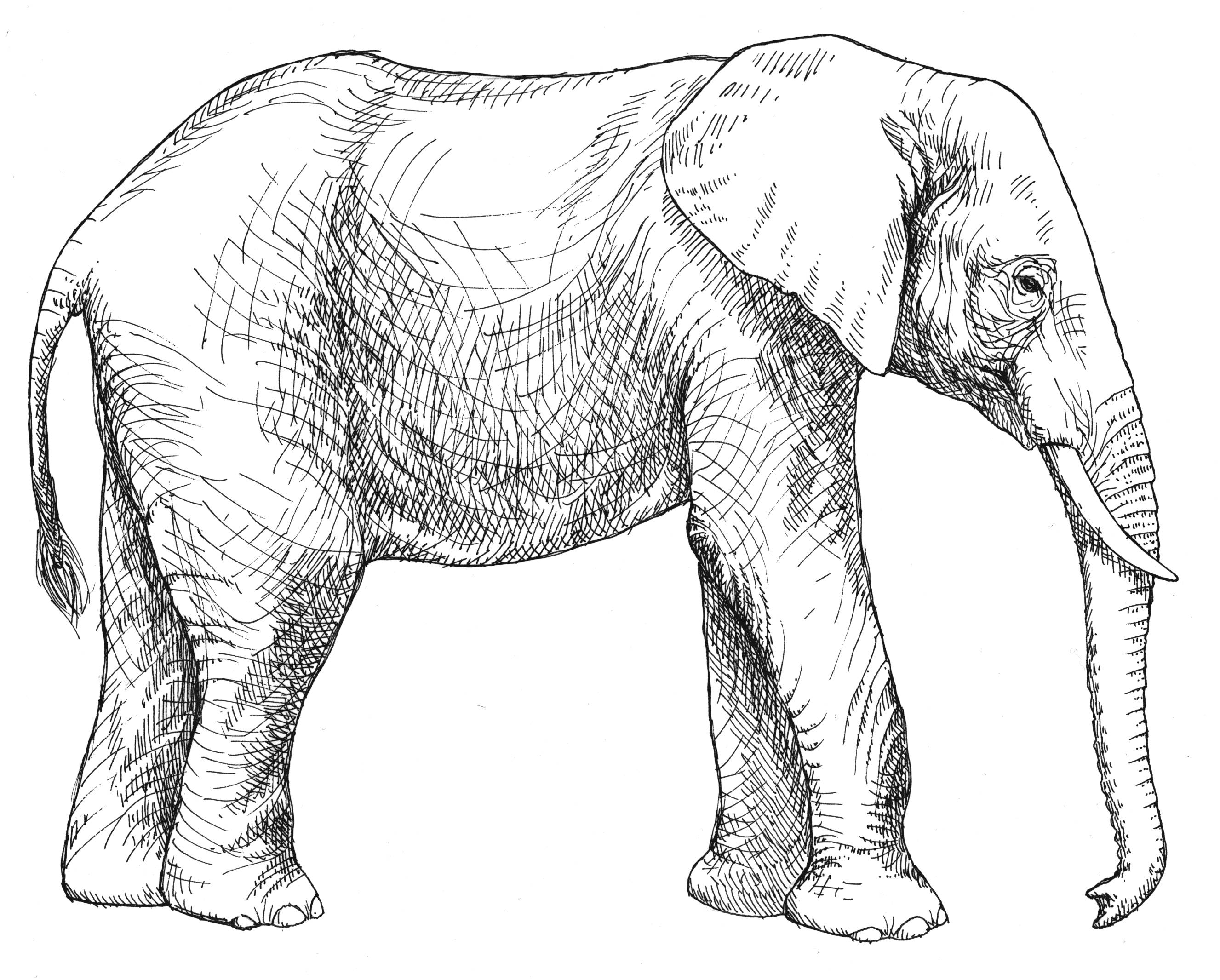 Dessin à colorier: Éléphant (Animaux) #6366 - Coloriages à Imprimer Gratuits