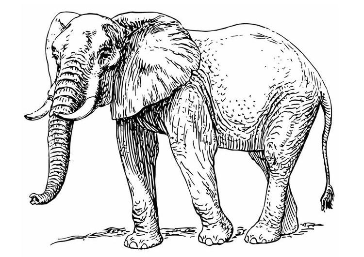 Dessin à colorier: Éléphant (Animaux) #6389 - Coloriages à Imprimer Gratuits