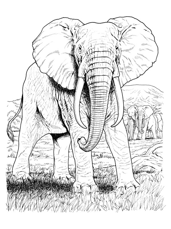 Dessin à colorier: Éléphant (Animaux) #6395 - Coloriages à Imprimer Gratuits