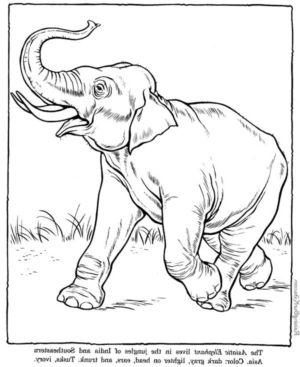 Dessin à colorier: Éléphant (Animaux) #6442 - Coloriages à Imprimer Gratuits